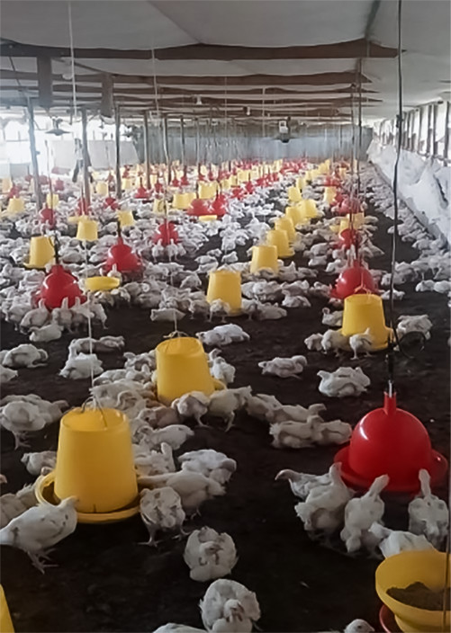 farm farm